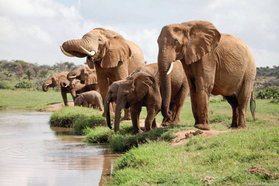 March for Giants